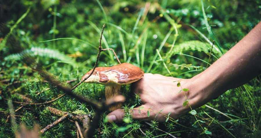 Jak grzyby mogą nam pomóc odnaleźć swój naturalny rytm?